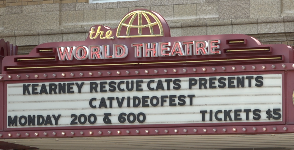 CatVideoFest helps community cats find homes
