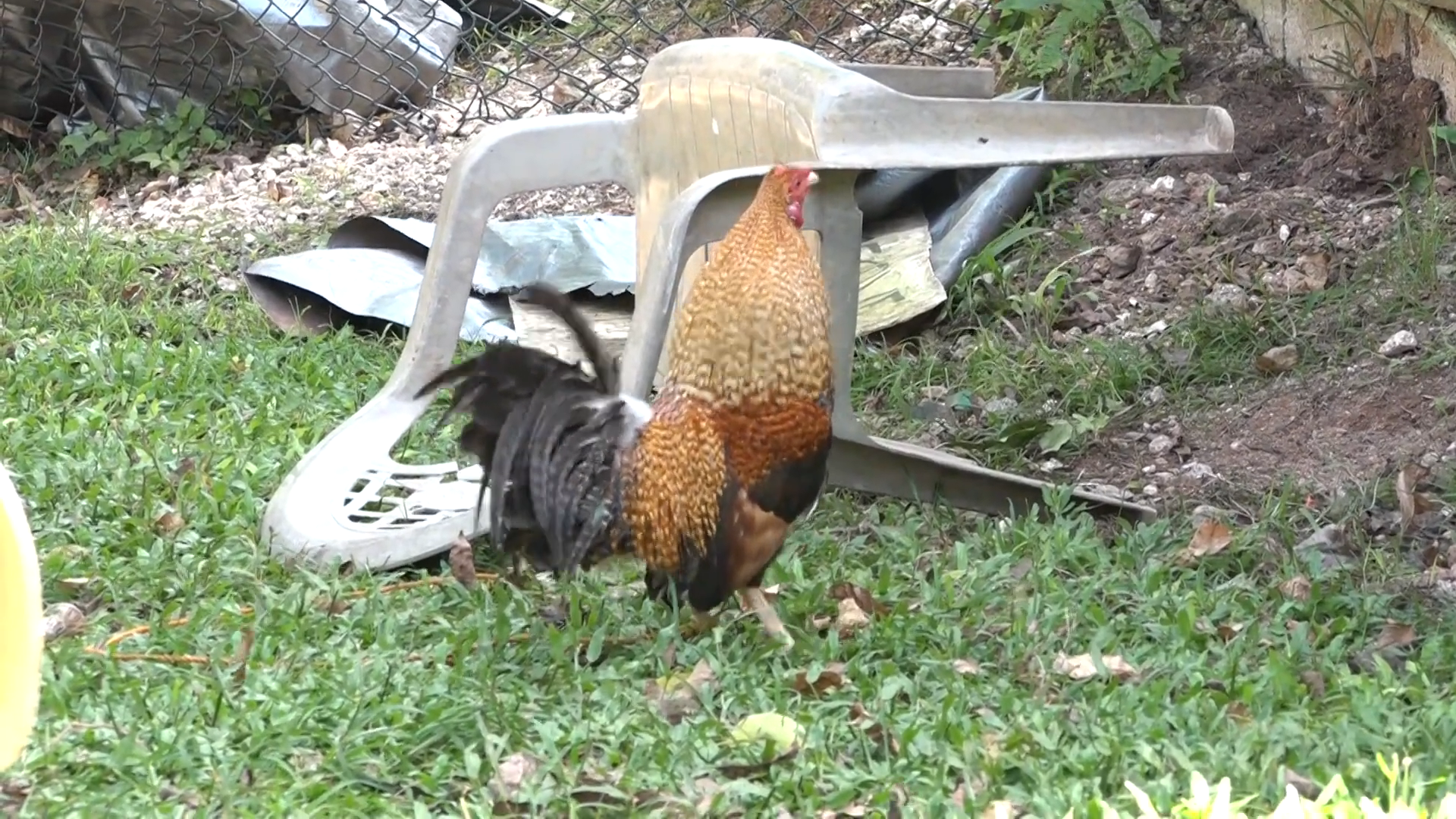 Poultry import rules clarified