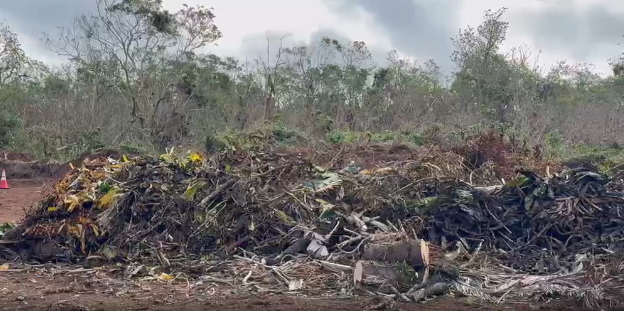 Multiple sites now open for post-typhoon green waste disposal