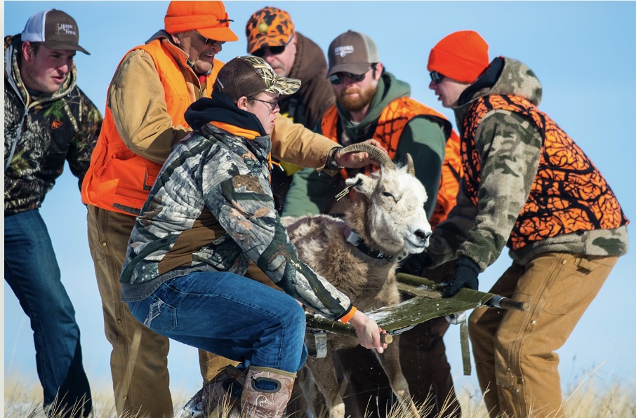 Wildlife captures providing insights to big game species