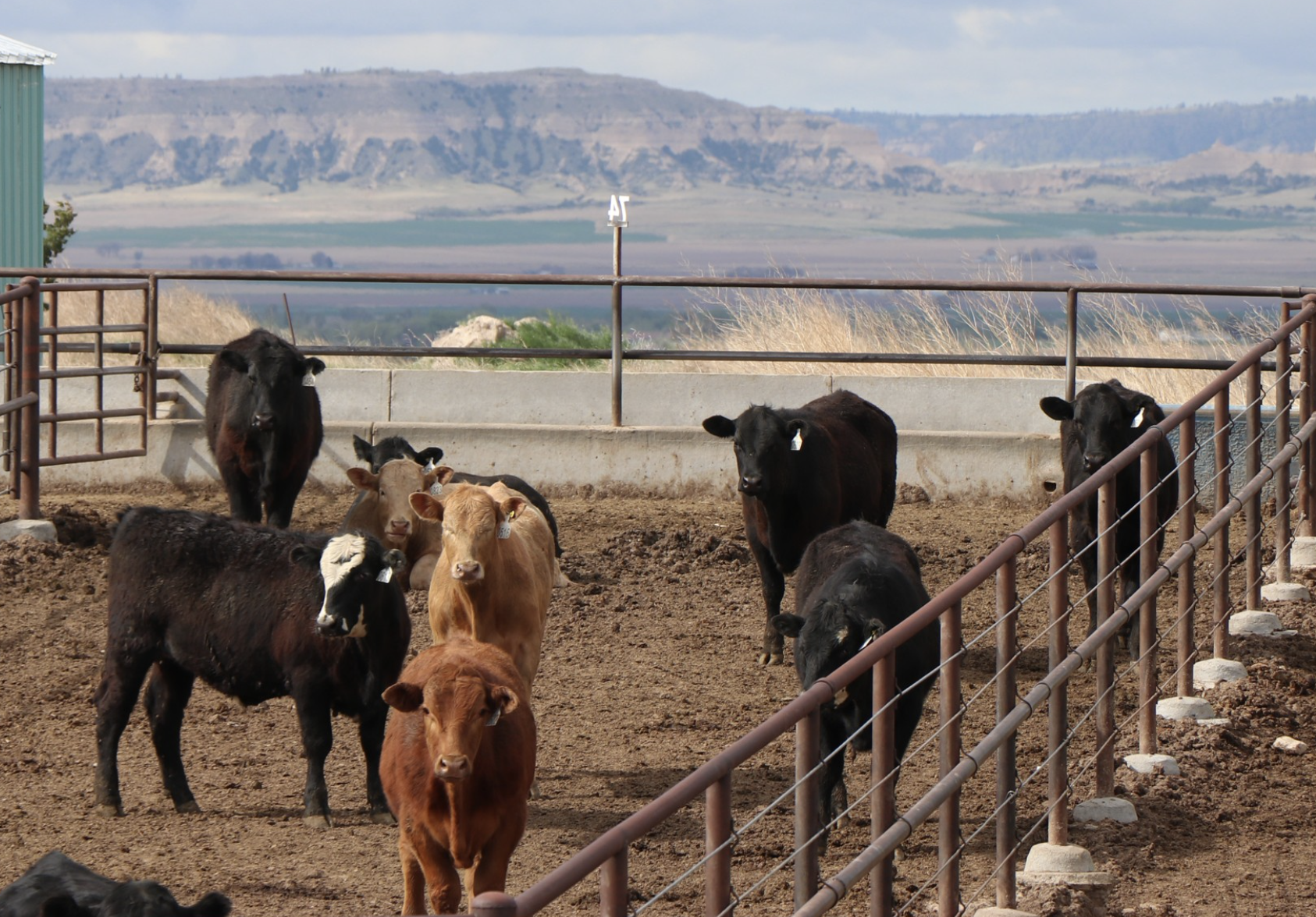 Nebraska Extension hosts drought management webinar for beef producers