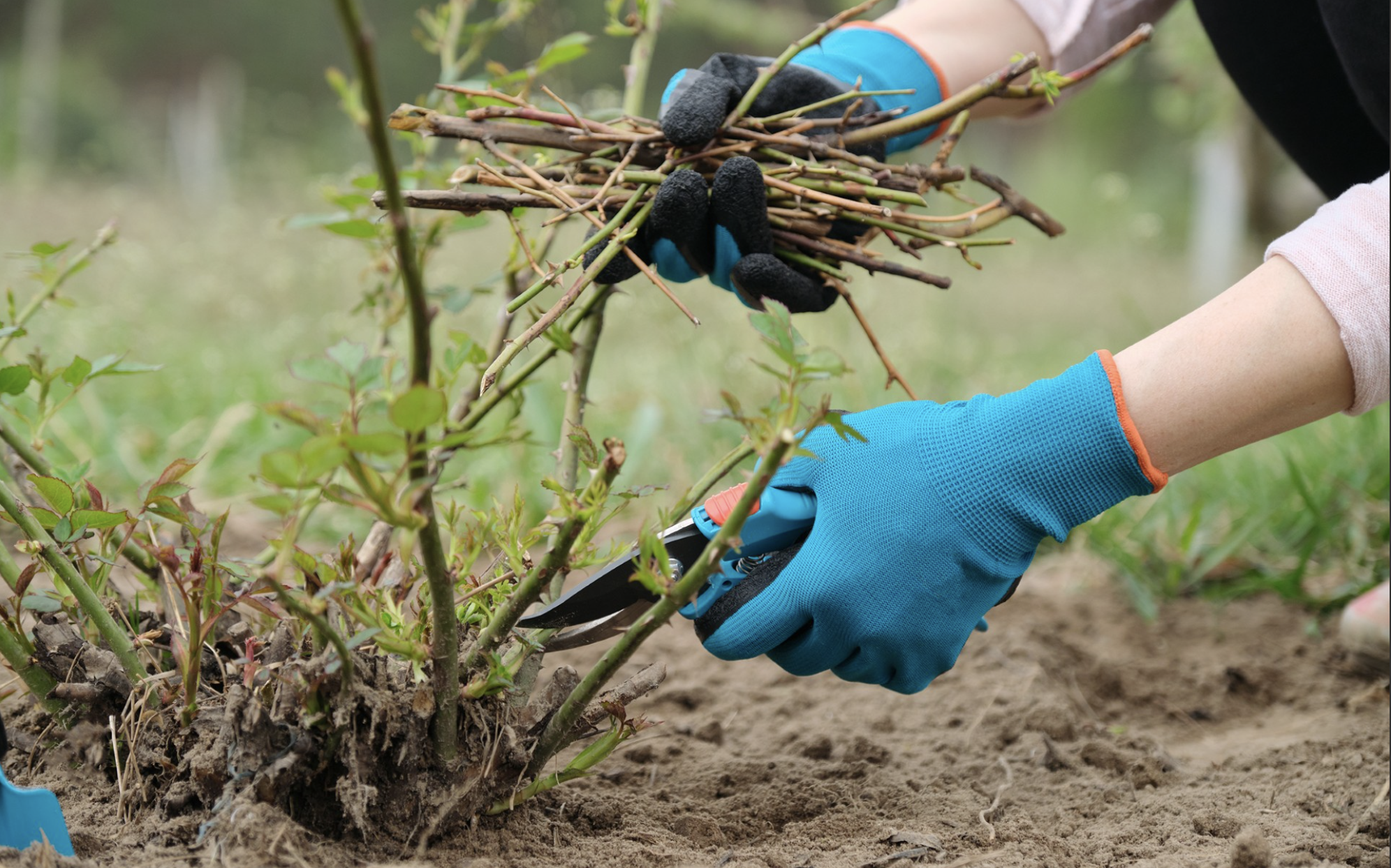 Beware of false Spring