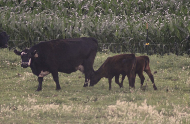 Letter to Trump calls Nebraska ranchers the lifeblood of the economy