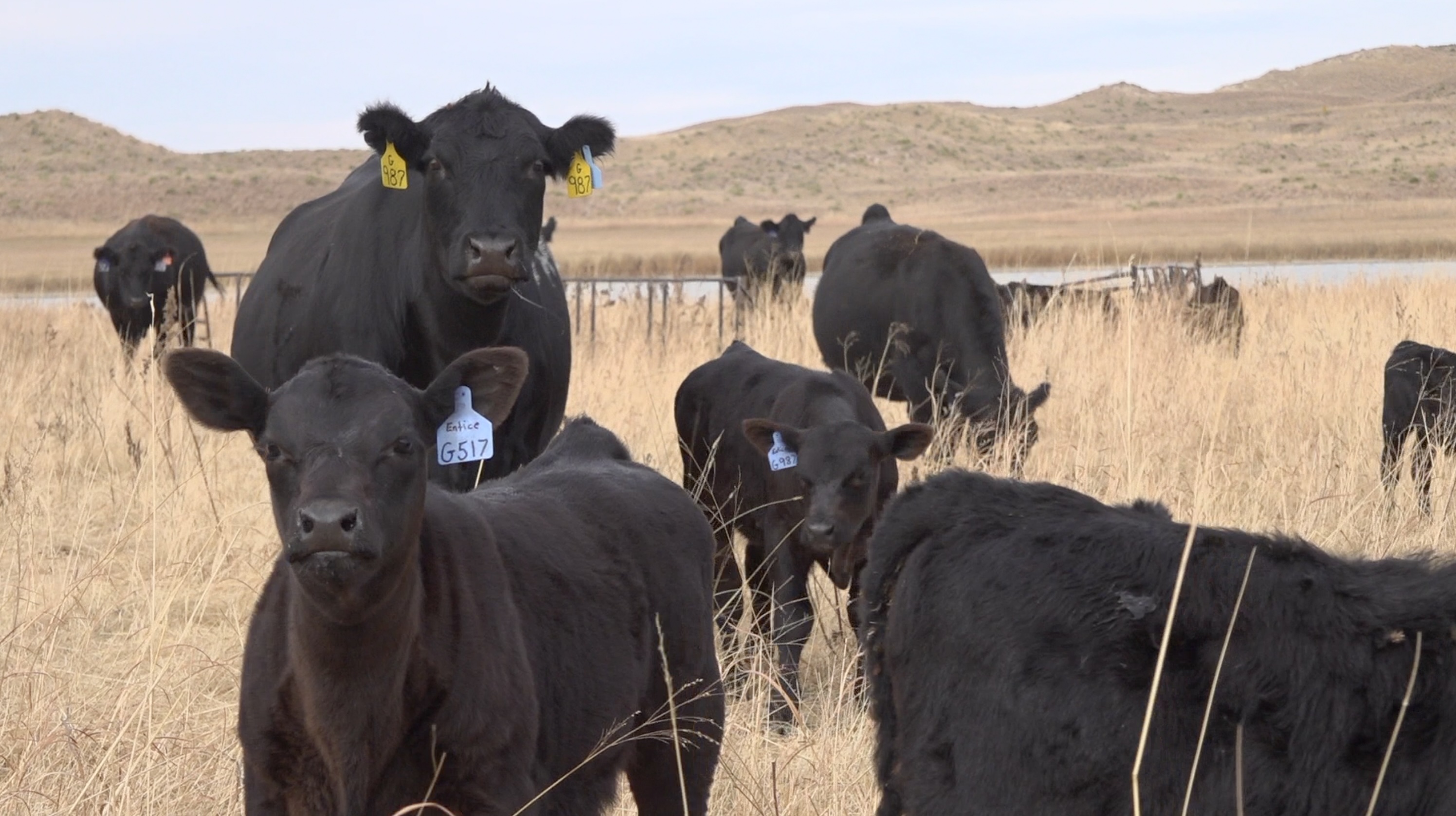 Should cattle producers be required to brand cattle? Question divides Nebraska