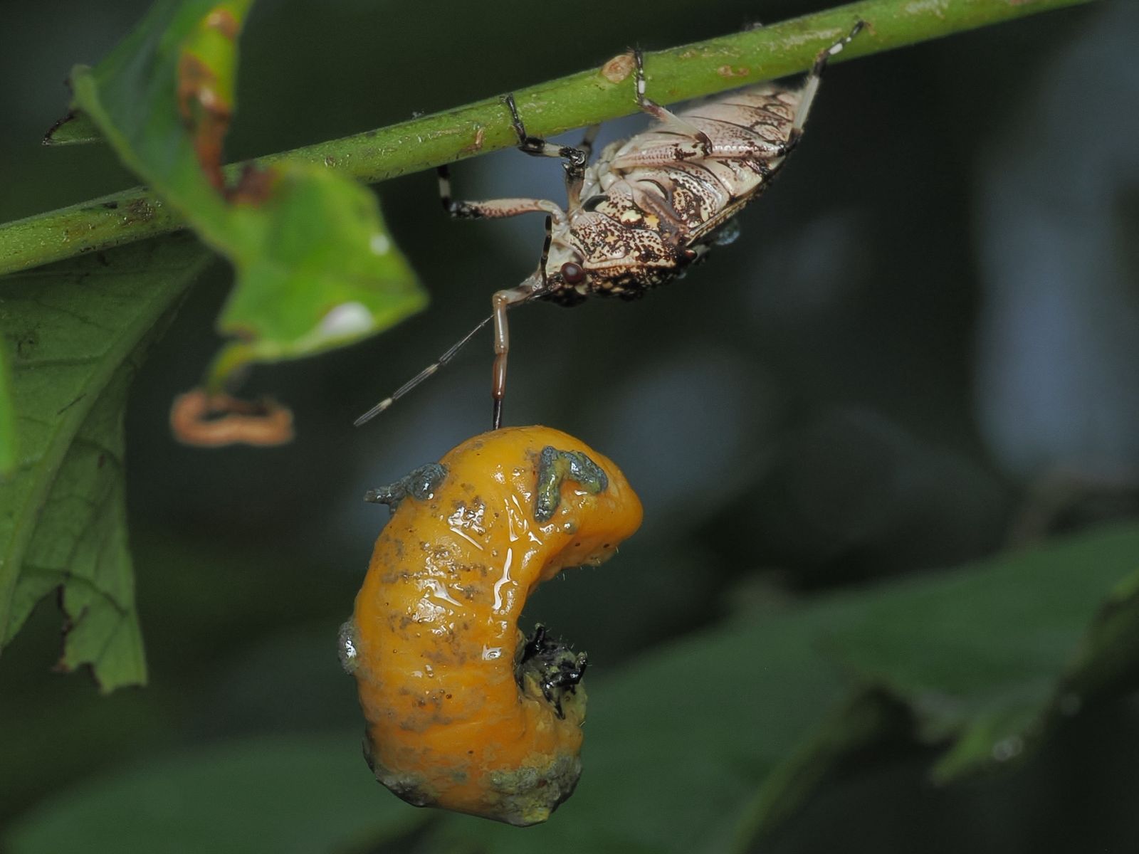 Entomologist shares how to protect your sineguelas from hog plum beetles