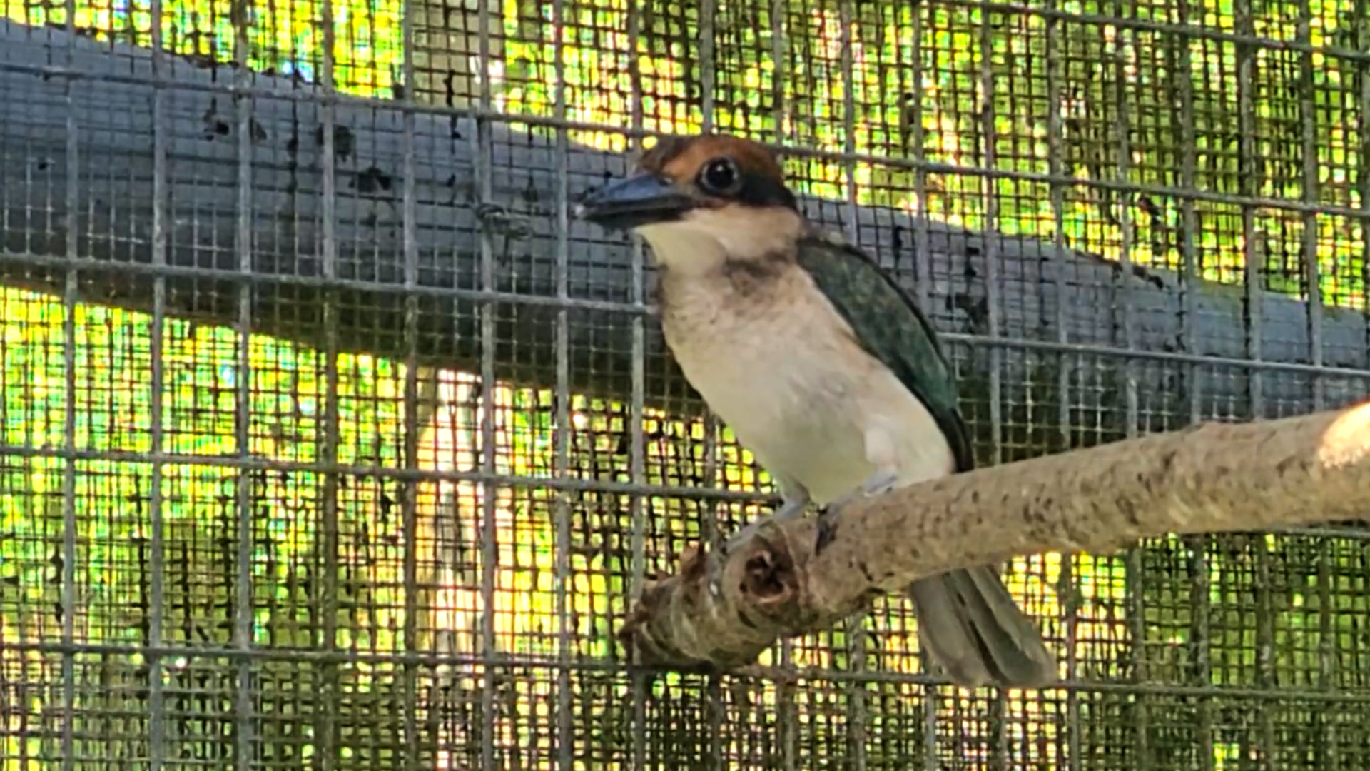 Female sihek hatched right after typhoon is feeling the love