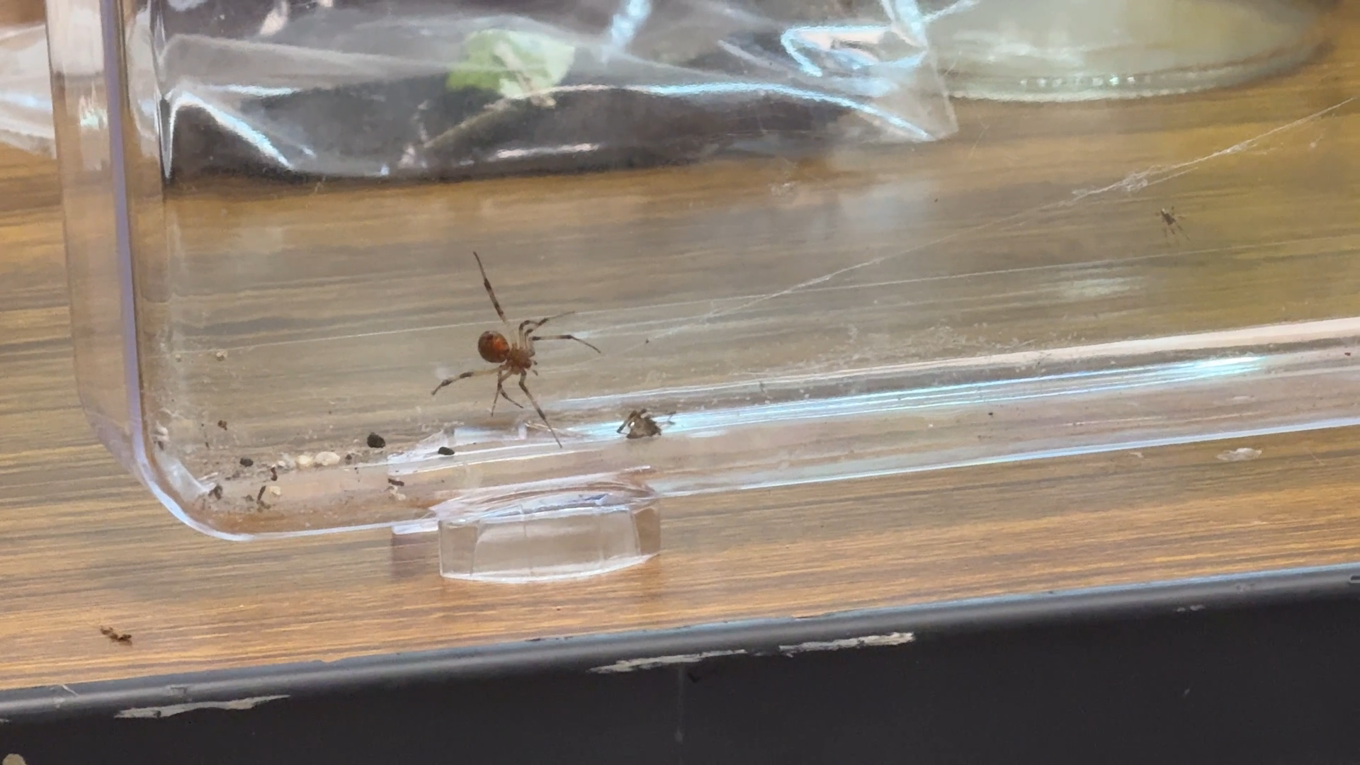 Entomologists take closer look at spiders that caused Port scare
