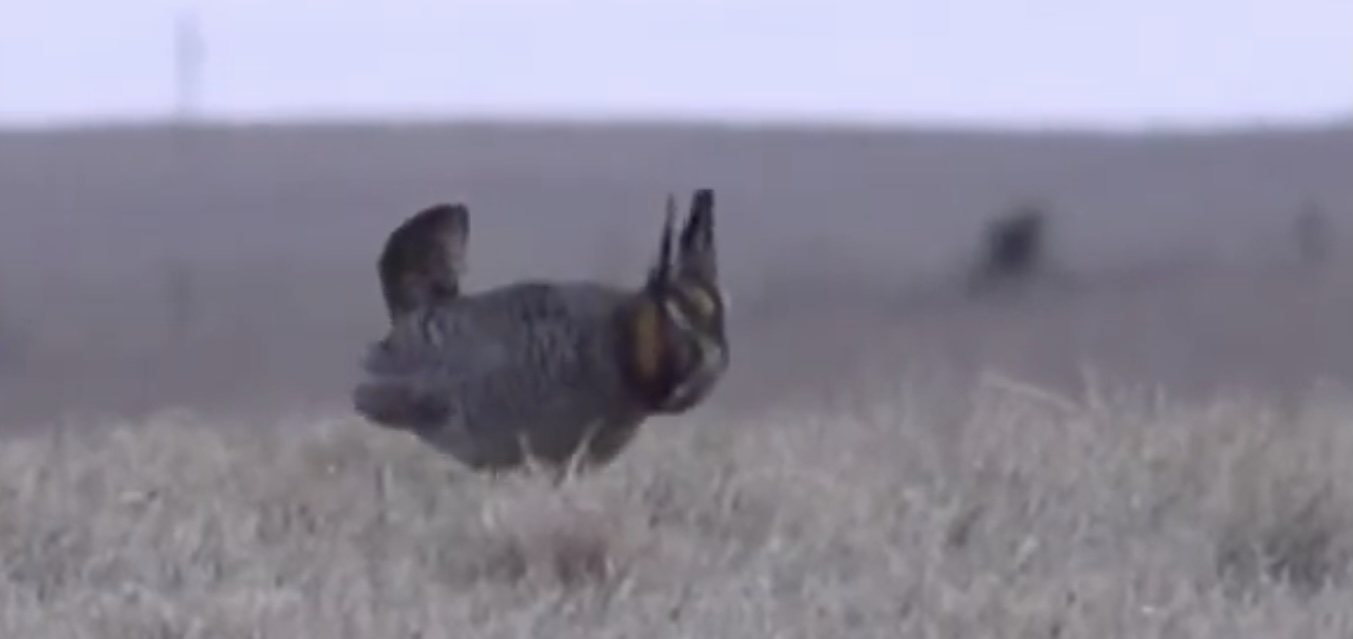 Mountain lion, prairie-chicken research underway in Nebraska