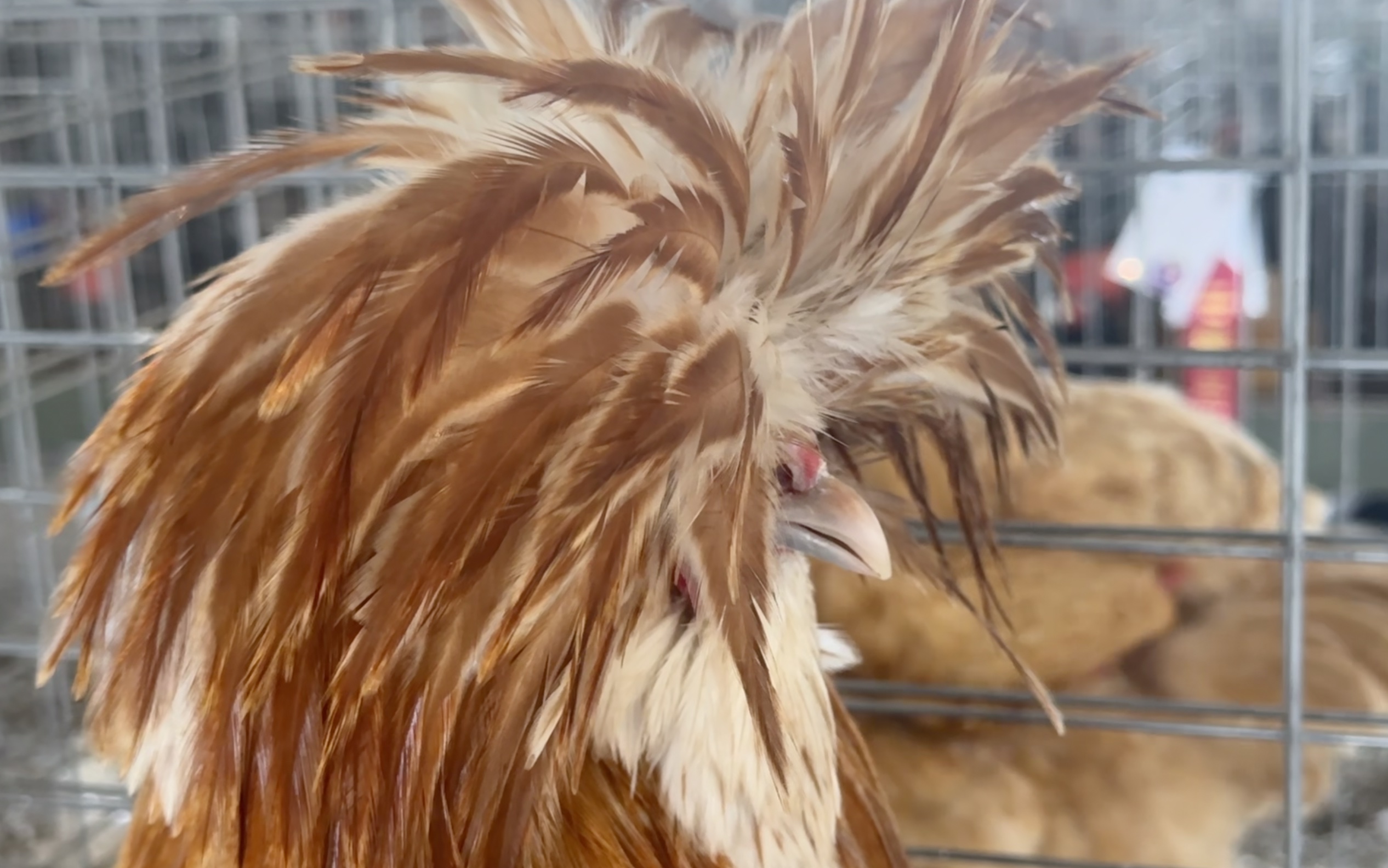 Cass County Fair 2026